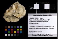 Foto (Objekt + Etiketten) von Goniodromites bidentatus (Reuss, 1858) 